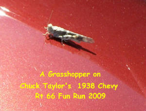 grasshopperonchucktaylors1938chevy.jpg
